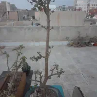 درختچه بنسای