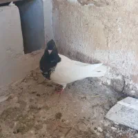 کله ای|پرنده|ایلام, |دیوار