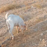 کهره سومالی