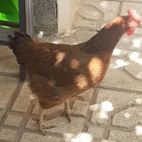 یک اردک ۲مرغ همه تخم گذار