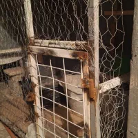 چراغ ۲۰۶|قطعات یدکی و لوازم جانبی|شیراز, پشم شیشه|دیوار
