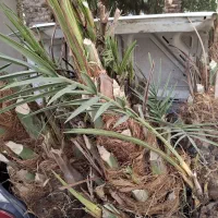 جونگ درخت نر