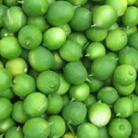 لیمو ترش تازه
