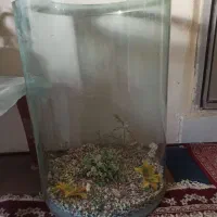 آکواریوم