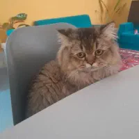 گربه ماده برای جفت گیری