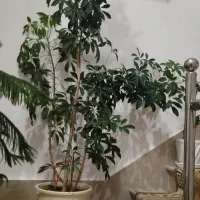 فروش گل شلفرا،،یا 5انگشتی