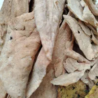 نان خشک|خوردنی و آشامیدنی|سبزوار, قصبه غربی|دیوار