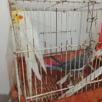 عروس هلندی|پرنده|ملک‌آباد, |دیوار