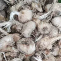 پیاز‌زعفران‌