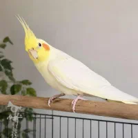 فروش دو جفت عروس هلندی