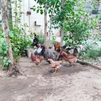 مرغ تخم گذار گلین و کاکلی و جوجه