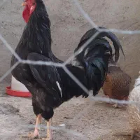 کلشیر و ۵ مرخ