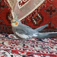 عروس هلندی دستی و سخنگو