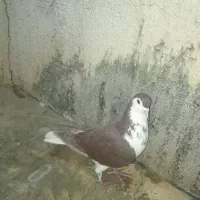 کبوتر
