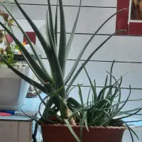 گل و گیاه طبیعی
