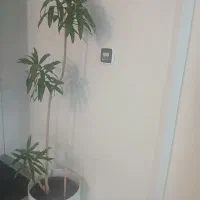 بامبو خاکی . پیله موا