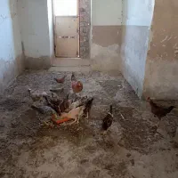 جوجه