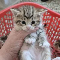 بچه گربه خانگی واگذاری