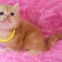 گربه بریتیش خالص