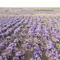 فروش زعفران نگین