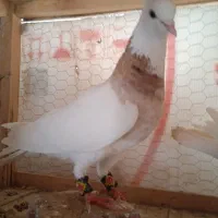 کفتر آس آس
