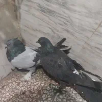 کفترپر