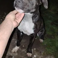 پیتبول تریر