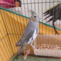 دو عدد عروس هلندی