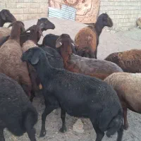 گوسفند شیشک قر قزل افشاری