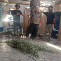 بریدن نخل قطع نخل کندن درخت هرس نخل تمیز نخل سمپاش