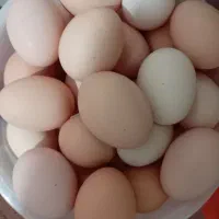 فروش تخم مرغ محلی