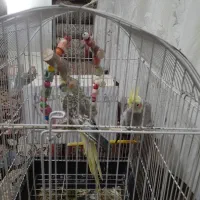 یک جفت عروس