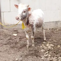 گاو نر ورزا