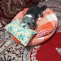 سگ گمشده تیرییل پا کوتا رنگ خاکستری و سفید نره