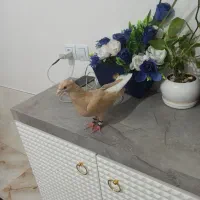 دمسفید