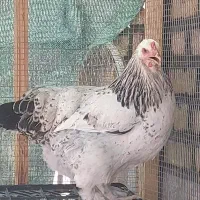 مرغ و خروس برهما لایت