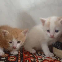 گربه