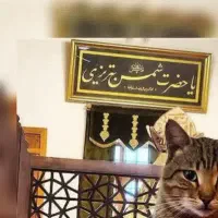 گربه dsh  دوتا هرکدوم بخوای