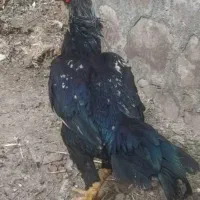 خورس لاری پر مرغی