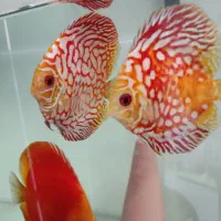 تکثیر تخصصی و پرورش و فروش ماهی دیسکس