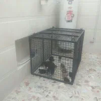 قفس