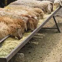 دام زنده جهت مجالس گوسفند ارسال درب منزل با قصاب