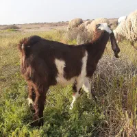 بز نر در هویزه