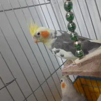 عروس هلندی یک جفت