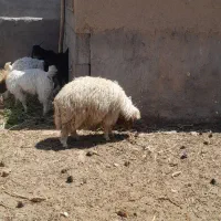 بره وبزغاله چاق