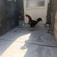 خورس با مرغ