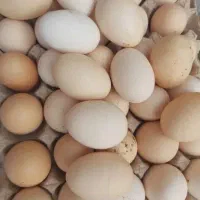 تخم مرغ محلی