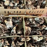 جوجه بوقلمون برنزه ، بیوتی زرین صادراتی