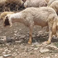 قوچ سنجابی