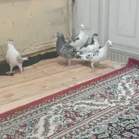 کبوتررنگی